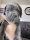 Cane Corso Puppies for sale in Rio Linda, CA, USA. price: $2,000