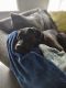 Cane Corso Puppies for sale in Puyallup, WA, USA. price: $1,000