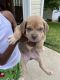 Cane Corso Puppies for sale in Richmond, VA, USA. price: $150,000