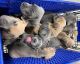 Cane Corso Puppies for sale in Birmingham, AL, USA. price: $2,700