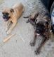 Cane Corso Puppies for sale in Antelope Rd, Palmdale, CA 93550, USA. price: NA