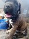 Cane Corso Puppies for sale in Antelope Rd, Palmdale, CA 93550, USA. price: $700