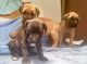 Cane Corso Puppies for sale in Antelope Rd, Palmdale, CA 93550, USA. price: $700