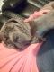 Cane Corso Puppies for sale in Fort Wayne, IN, USA. price: $900
