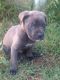 Cane Corso Puppies for sale in Lexington Park, MD, USA. price: $1,000