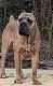 Cane Corso Puppies for sale in Taylorsville, NC 28681, USA. price: $18,001,600