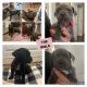 Cane Corso Puppies for sale in Valley Springs, CA 95252, USA. price: $2,500