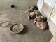Cane Corso Puppies for sale in Tucson, AZ, USA. price: $750