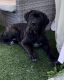 Cane Corso Puppies for sale in Barnegat Township, NJ, USA. price: $2,000