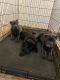 Cane Corso Puppies for sale in Norfolk, VA, USA. price: $3,000