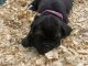 Cane Corso Puppies for sale in Trinity, NC, USA. price: $2,500