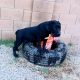 Cane Corso Puppies for sale in S 51st Ave, Phoenix, AZ, USA. price: $800