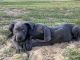 Cane Corso Puppies for sale in Mt Dora, FL 32757, USA. price: $1,000
