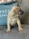 Cane Corso Puppies for sale in Citrus Heights, CA, USA. price: $1,500