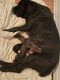 Cane Corso Puppies for sale in Winnsboro, TX 75494, USA. price: NA