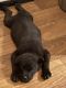 Cane Corso Puppies for sale in New Haven, CT, USA. price: NA
