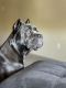 Cane Corso Puppies for sale in Portland, OR, USA. price: NA