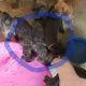 Cane Corso Puppies for sale in Owensville, IN 47665, USA. price: NA