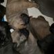 Cane Corso Puppies for sale in Rail Rd Flat, CA, USA. price: NA