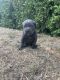 Cane Corso Puppies for sale in East Rockland Key, FL 33040, USA. price: NA