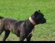 Cane Corso Puppies for sale in Brookhaven, MS 39601, USA. price: NA