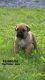 Cane Corso Puppies for sale in Leesport, PA 19533, USA. price: NA