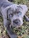 Cane Corso Puppies for sale in Crawford, GA 30630, USA. price: NA