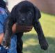 Cane Corso Puppies for sale in Hawthorne, CA 90250, USA. price: NA