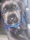 Cane Corso Puppies for sale in Cincinnati, OH, USA. price: $1,200