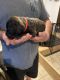 Cane Corso Puppies for sale in Benson, AZ 85602, USA. price: $1,800