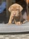 Cane Corso Puppies for sale in Calabasas, CA, USA. price: NA