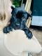 Cane Corso Puppies for sale in 2838 Furnace Brook Rd, North Chittenden, VT 05763, USA. price: $250,000