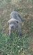 Cane Corso Puppies for sale in Piggott, AR 72454, USA. price: NA