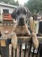 Cane Corso Puppies for sale in Exton, PA 19341, USA. price: $800