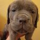Cane Corso Puppies for sale in Stockton, CA, USA. price: NA