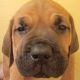 Cane Corso Puppies for sale in Stockton, CA, USA. price: $2,095
