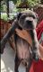 Cane Corso Puppies for sale in Ontario, CA, USA. price: NA