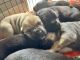 Cane Corso Puppies for sale in Charlotte, NC, USA. price: $1,200