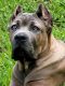 Cane Corso Puppies for sale in Hazlet, NJ, USA. price: $1,950