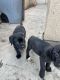 Cane Corso Puppies for sale in Oxnard, CA, USA. price: NA