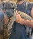 Cane Corso Puppies for sale in Chandler, TX 75758, USA. price: NA