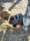 Cane Corso Puppies for sale in 7443 Little Chief Ct, Fountain, CO 80817, USA. price: $500