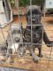 Cane Corso Puppies for sale in Covington, GA, USA. price: NA
