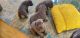 Cane Corso Puppies for sale in Virginia Beach, VA, USA. price: $2,500
