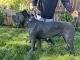 Cane Corso Puppies for sale in Medford, OR 97504, USA. price: NA