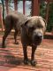 Cane Corso Puppies for sale in Duluth, MN 55811, USA. price: $600