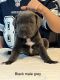 Cane Corso Puppies for sale in Dallas, TX, USA. price: $3,000
