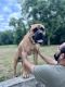 Cane Corso Puppies for sale in Springfield, MO, USA. price: NA