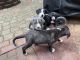 Cane Corso Puppies for sale in Spotsylvania Courthouse, VA, USA. price: $400