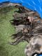 Cane Corso Puppies for sale in Indianapolis, IN, USA. price: NA